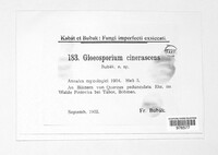 Gloeosporium cinerescens image